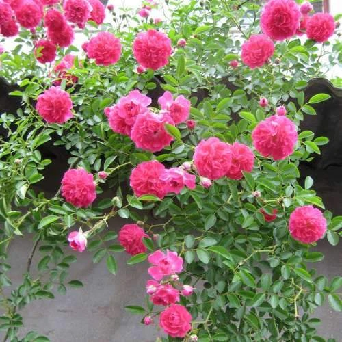 Rosa Dorothy Perkins - Rambling Rose - Image 2