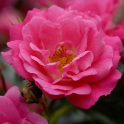 Rosa Flower Carpet Pink