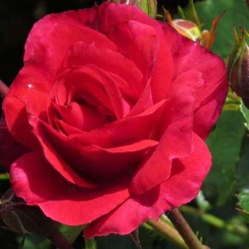 Rosa Flower Carpet Ruby