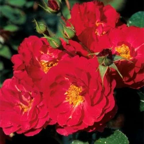 Rosa Flower Carpet Ruby - Image 5