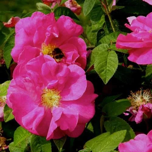 Rosa Gallica Officinalis - Old Shrub Rose - Image 3