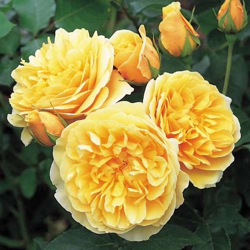 Rosa Ausmas (Graham Thomas) - David Austin Shrub Rose