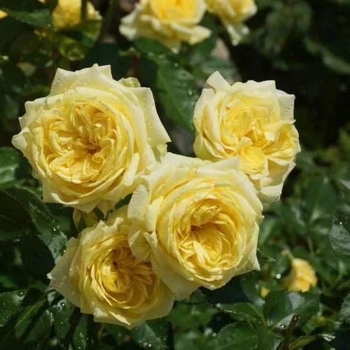 Rosa Ausmas (Graham Thomas) - David Austin Shrub Rose - Image 3