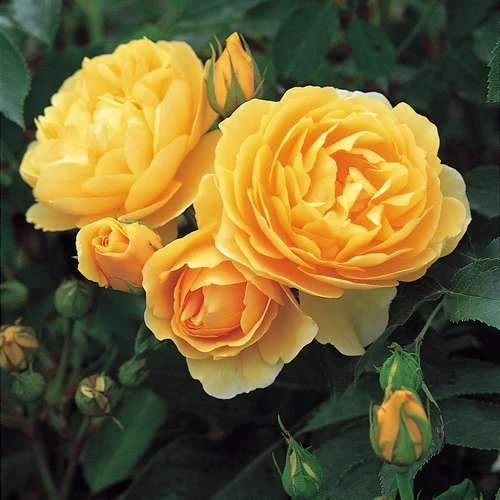 Rosa Ausmas (Graham Thomas) - David Austin Shrub Rose - Image 5