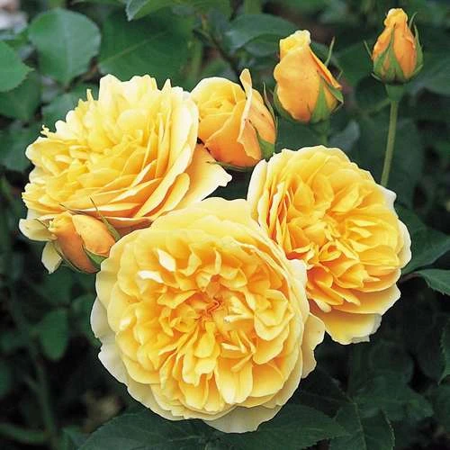 Rosa Ausmas (Graham Thomas) - David Austin Shrub Rose - Image 6