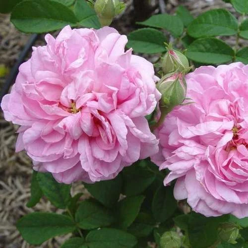 Rosa Ispahan - Old Shrub Rose - Image 4