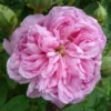 Rosa Ispahan - Old Shrub Rose