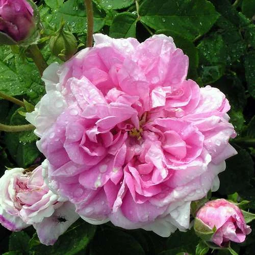 Rosa Ispahan - Old Shrub Rose - Image 2