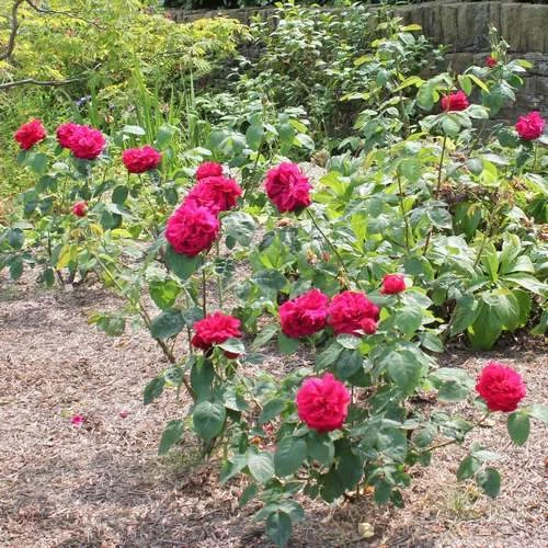 Rosa Auscrim (L.D. Braithwaite) - David Austin Shrub Rose - Image 3
