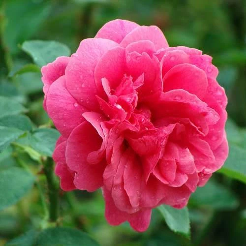 Rosa Auscrim (L.D. Braithwaite) - David Austin Shrub Rose - Image 4