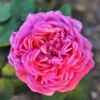 Rosa Mme Isaac Pereire - Old Shrub/Climbing Rose