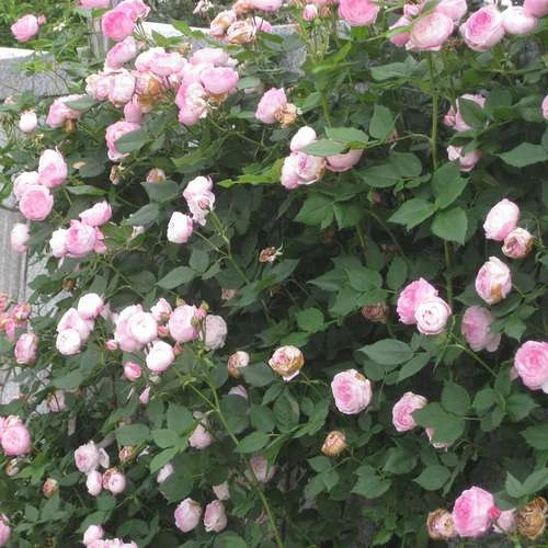 Rosa Mme Pierre Oger - Old Shrub Rose - Image 3