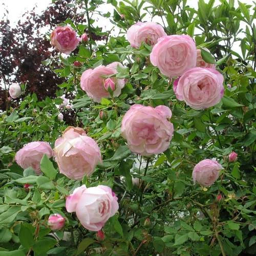 Rosa Mme Pierre Oger - Old Shrub Rose - Image 5