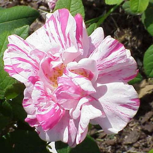 Rosa Mundi - Old Gallica Shrub Rose - Image 3