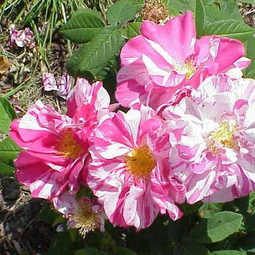 Rosa Mundi - Old Gallica Shrub Rose - Image 5