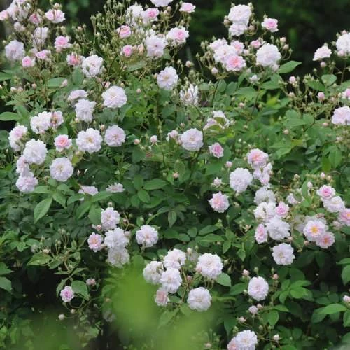 Rosa Paul's Himalayan Musk - Rambling Rose - Image 4
