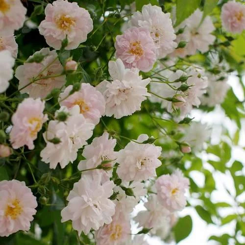 Rosa Paul's Himalayan Musk - Rambling Rose - Image 5