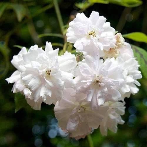 Rosa Paul's Himalayan Musk - Rambling Rose - Image 6