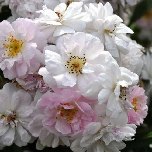 Rosa Paul's Himalayan Musk - Rambling Rose - Image 2