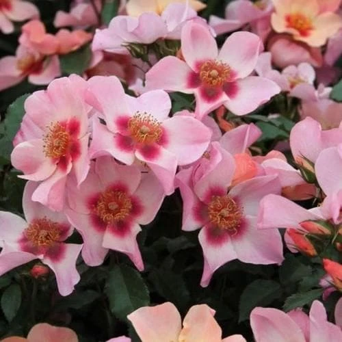 Rosa Persica For Your Eyes Only