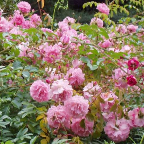 Rosa Persica Pheasant - Image 2