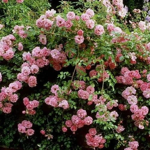 Rosa Persica Pheasant - Image 3