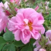 Rosa Quatre Saisons - Old Shrub Rose