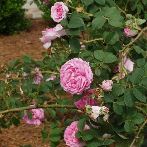 Rosa Queen Of Denmark - Image 4