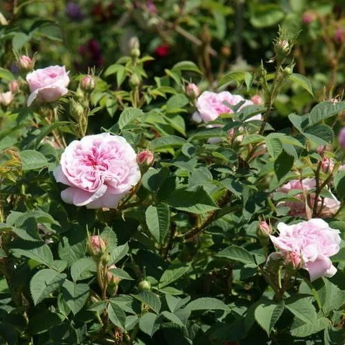 Rosa Queen Of Denmark - Image 6