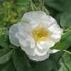 Rosa Schneezwerg - Rugosa Rose