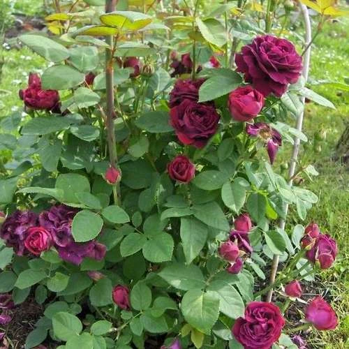 Rosa Souvenir Du Dr Jamain - Climbing Rose - Image 5