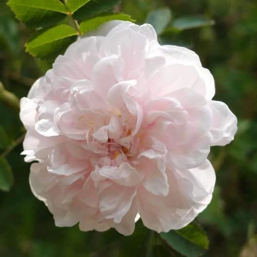 Rosa Stanwell Perpetual - Old Shrub Rose - Image 2