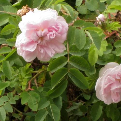 Rosa Stanwell Perpetual - Old Shrub Rose - Image 3