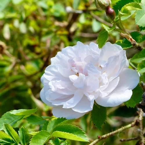 Rosa Stanwell Perpetual - Old Shrub Rose - Image 4