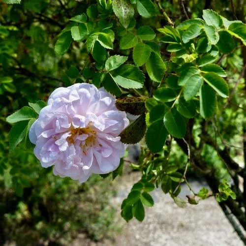 Rosa Stanwell Perpetual - Old Shrub Rose - Image 5
