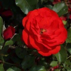 Rosa Trumpeter - Floribunda Shrub Rose