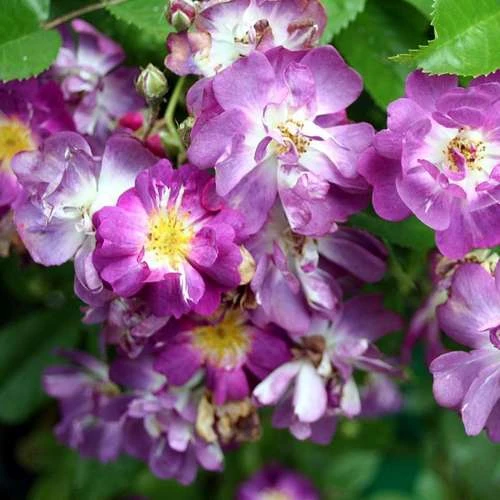 Rosa Veilchenblau - Rambling Rose - Image 2