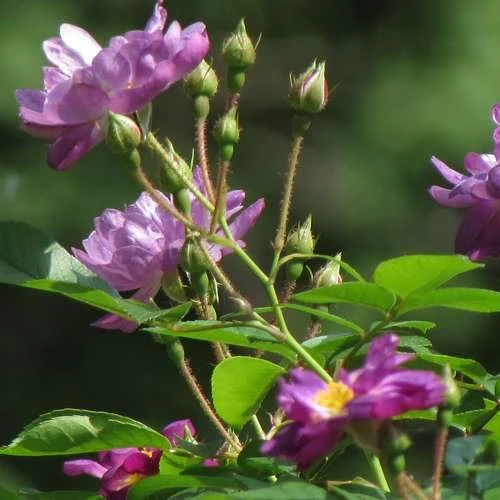 Rosa Veilchenblau - Rambling Rose - Image 3