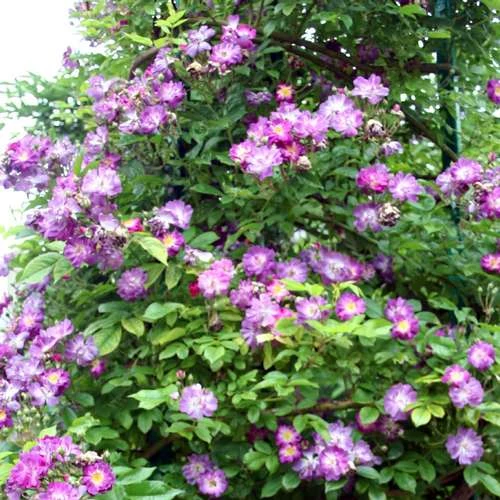 Rosa Veilchenblau - Rambling Rose - Image 4