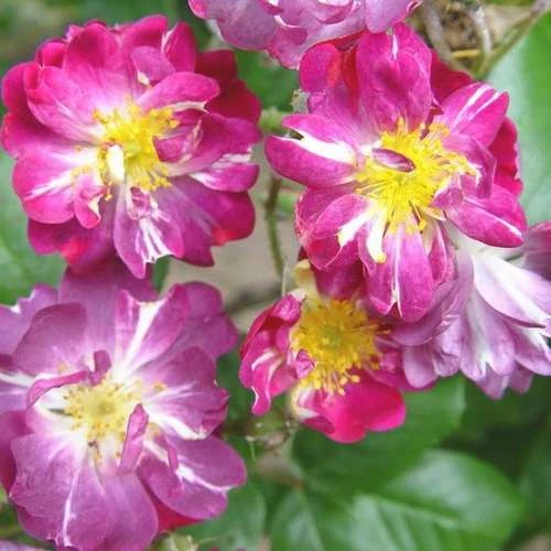 Rosa Veilchenblau - Rambling Rose - Image 5