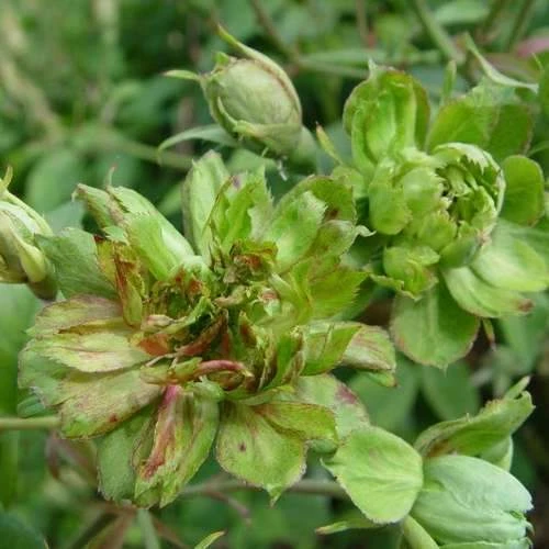 Rosa Viridiflora - Image 2