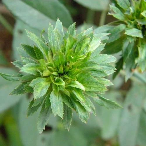 Rosa Viridiflora - Image 3