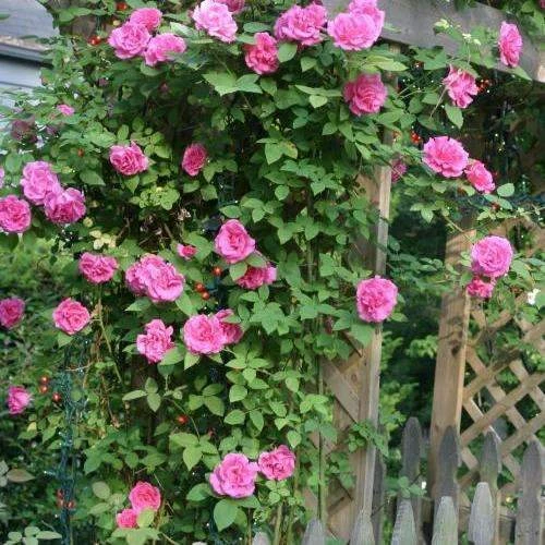 Rosa Zéphirine Drouhin - Climbing Rose - Image 4