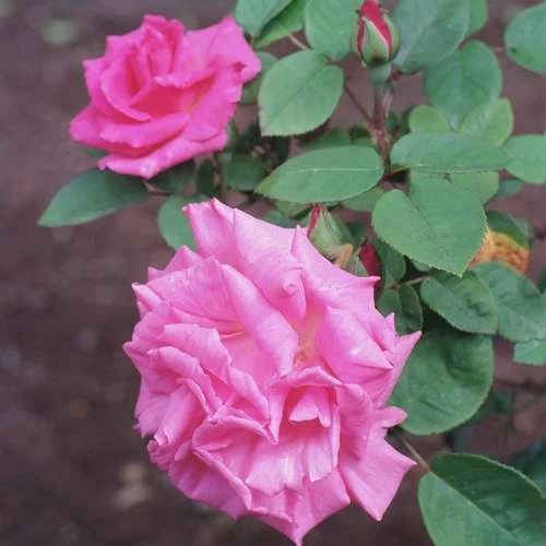 Rosa Zéphirine Drouhin - Climbing Rose - Image 3