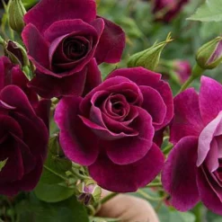 Rosa Burgundy Ice - Floribunda Shrub Rose