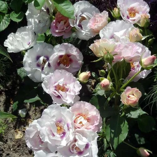 Rosa Persica Eyes For You - Image 2