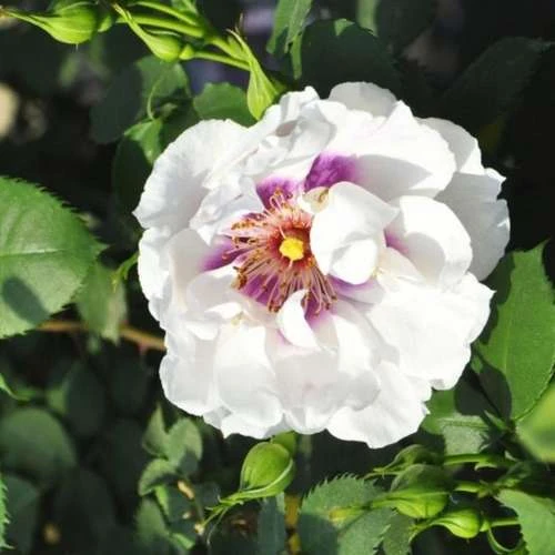 Rosa Persica Eyes For You - Image 3