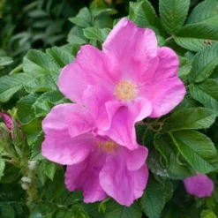 Rosa Rugosa Scabrosa