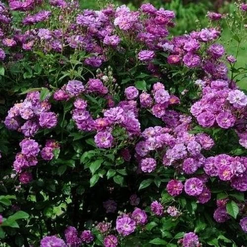 Rosa Purple Skyliner - Rambling Rose - Image 4