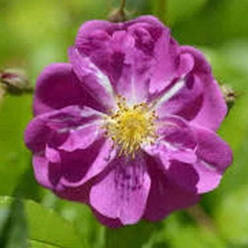 Rosa Purple Skyliner - Rambling Rose - Image 2